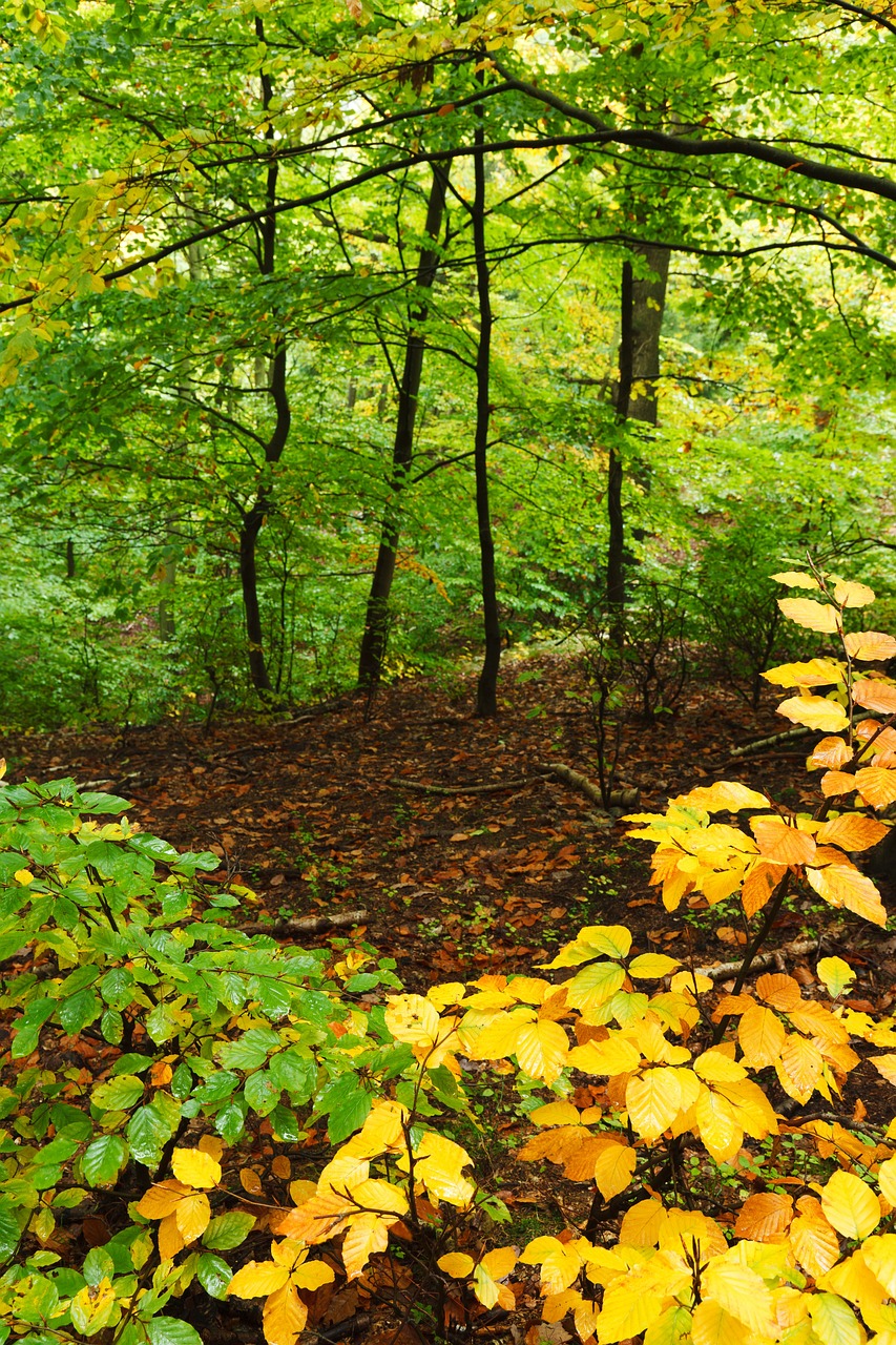 Autumn image of trees