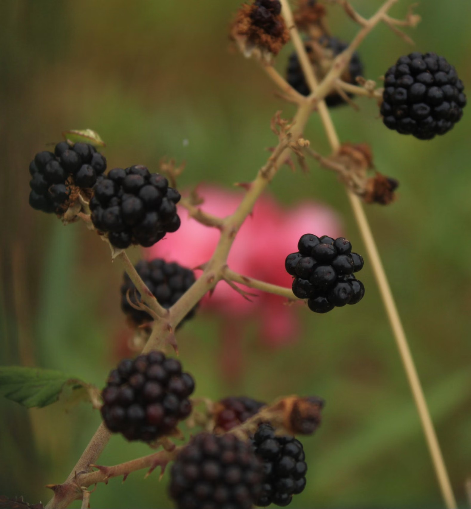 Photo of blackberries